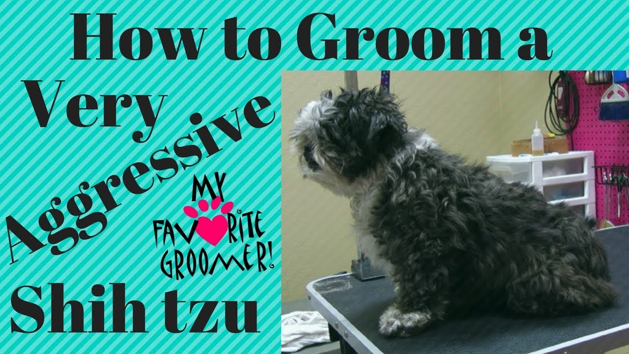 How to Groom Shih Tzus: 14 Steps (with Pictures)